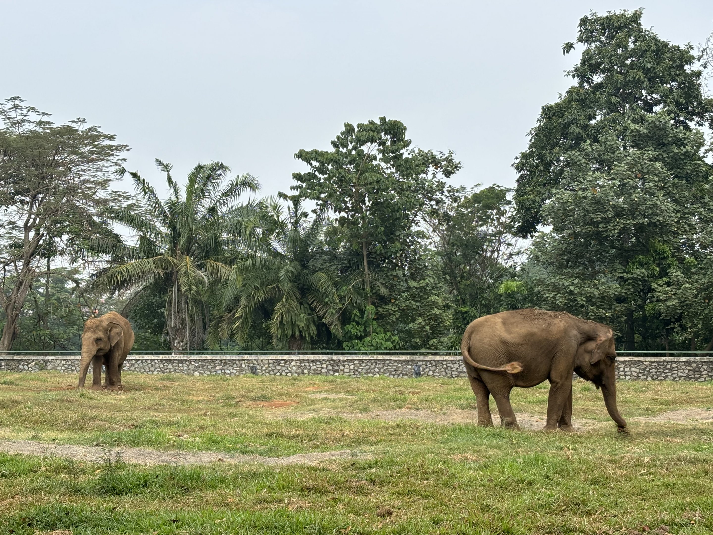 Asian Elephants