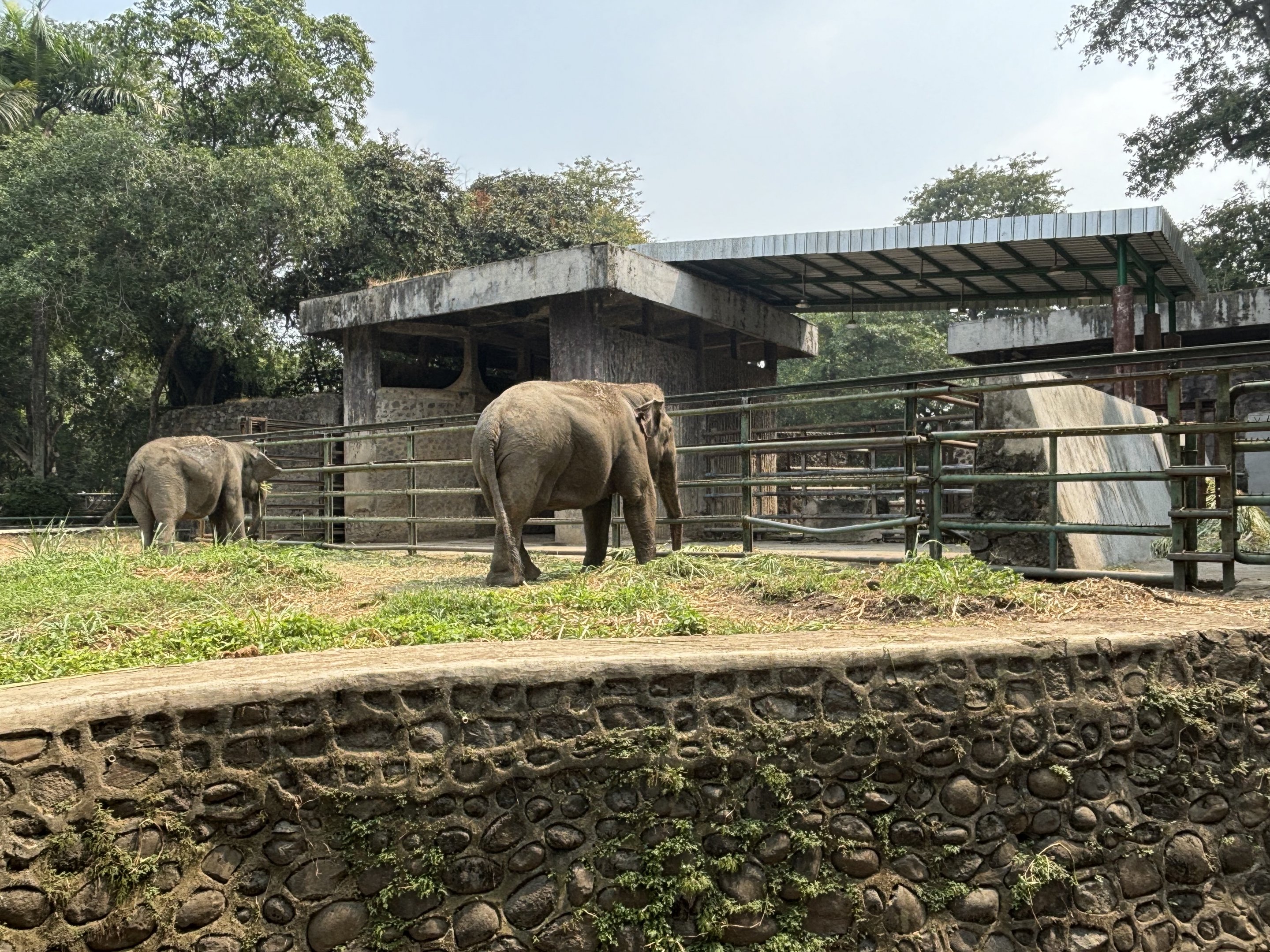 Asian Elephants