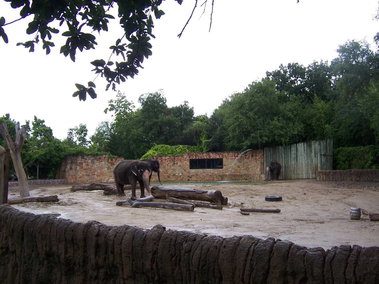 Asian Elephants