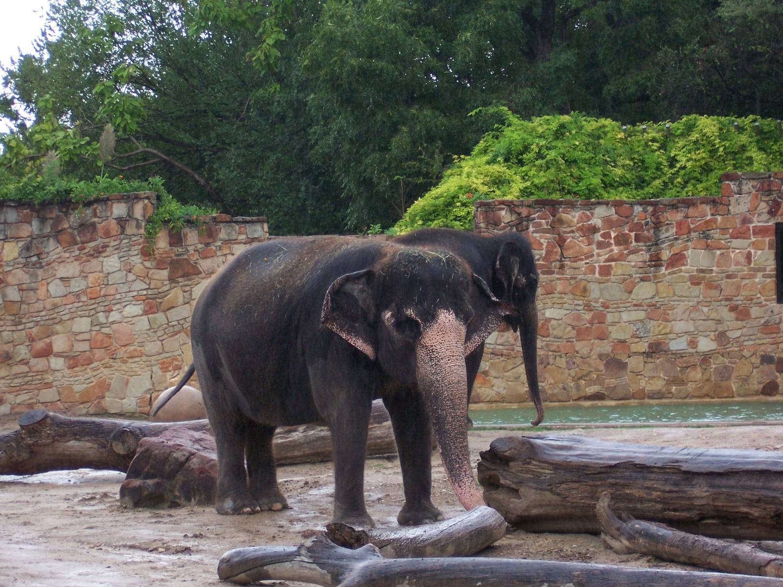 Asian Elephants