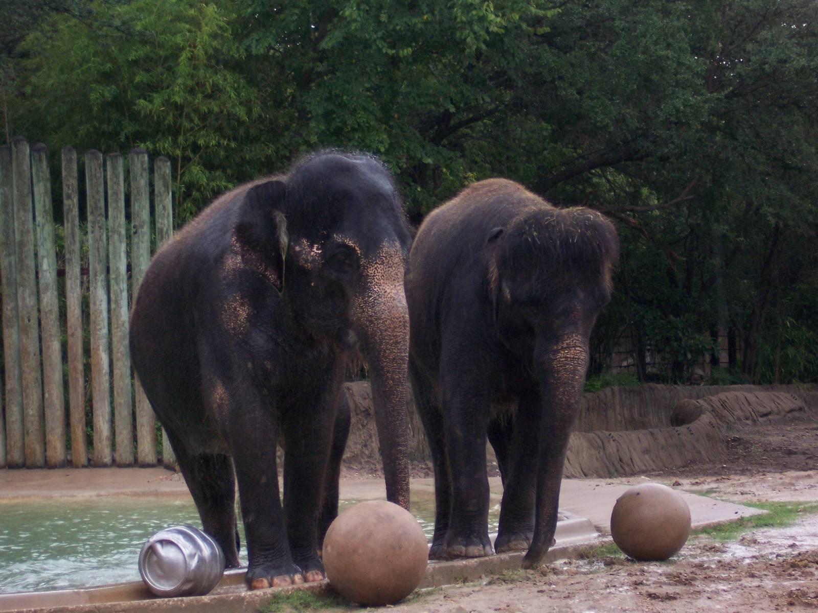 Asian Elephants