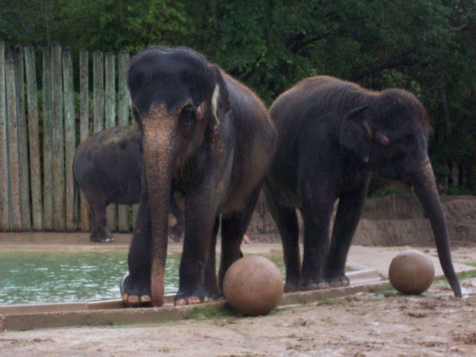Asian Elephants
