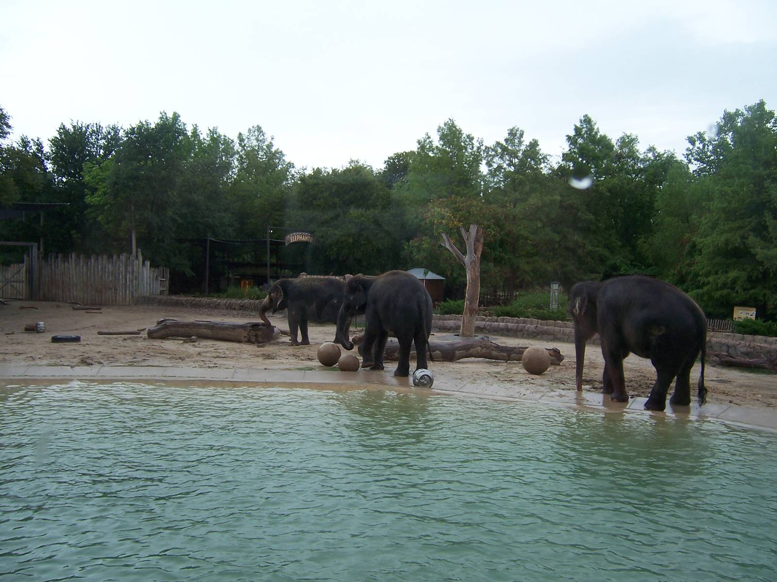 Asian Elephants