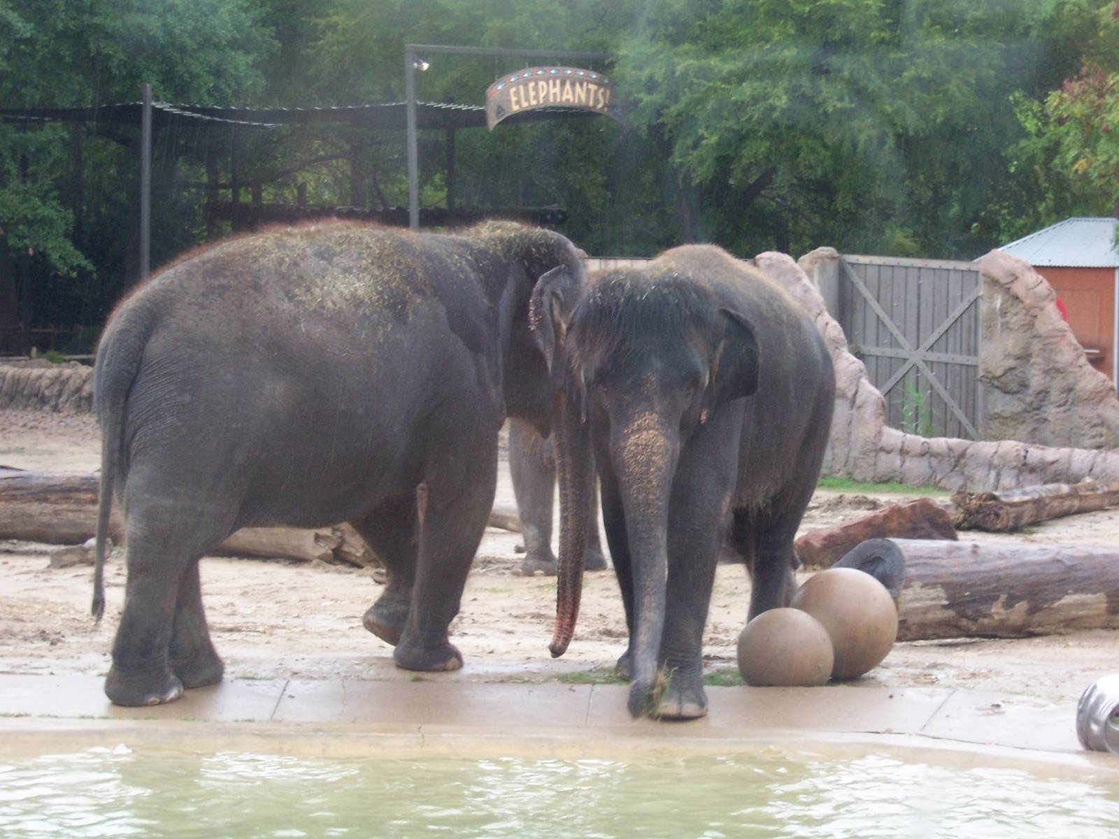 Asian Elephants