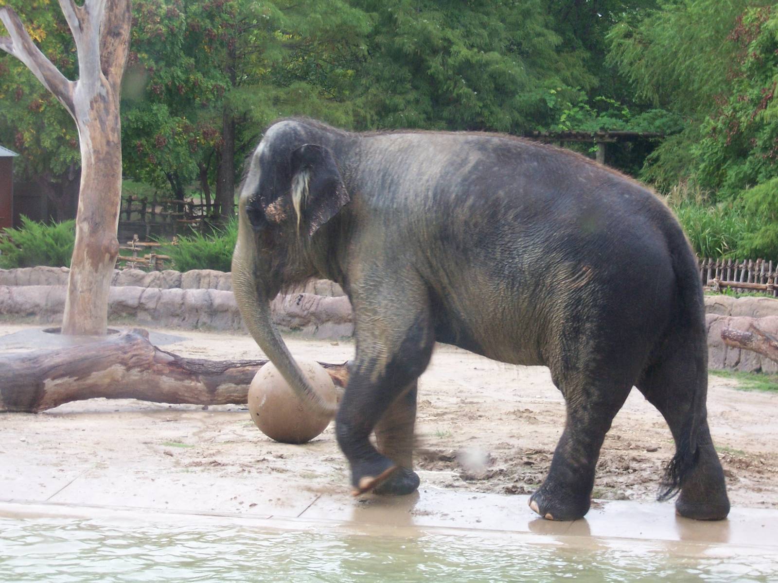 Asian Elephants