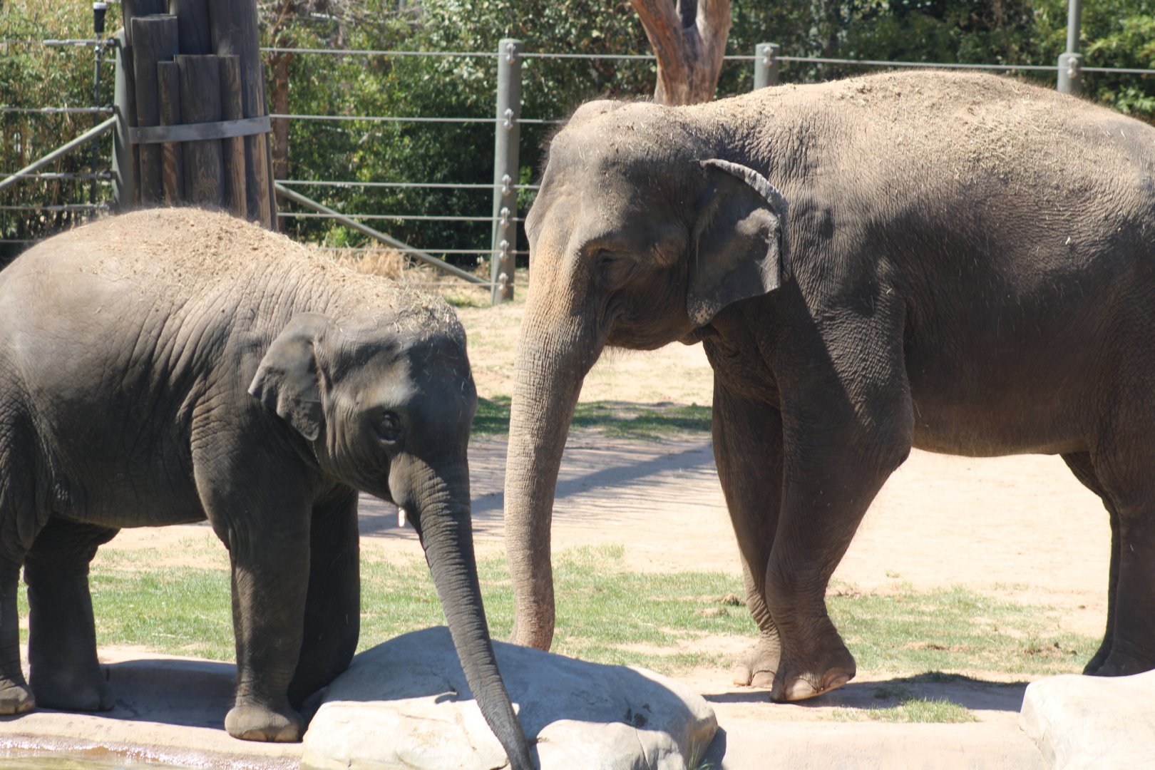 Asian Elephants