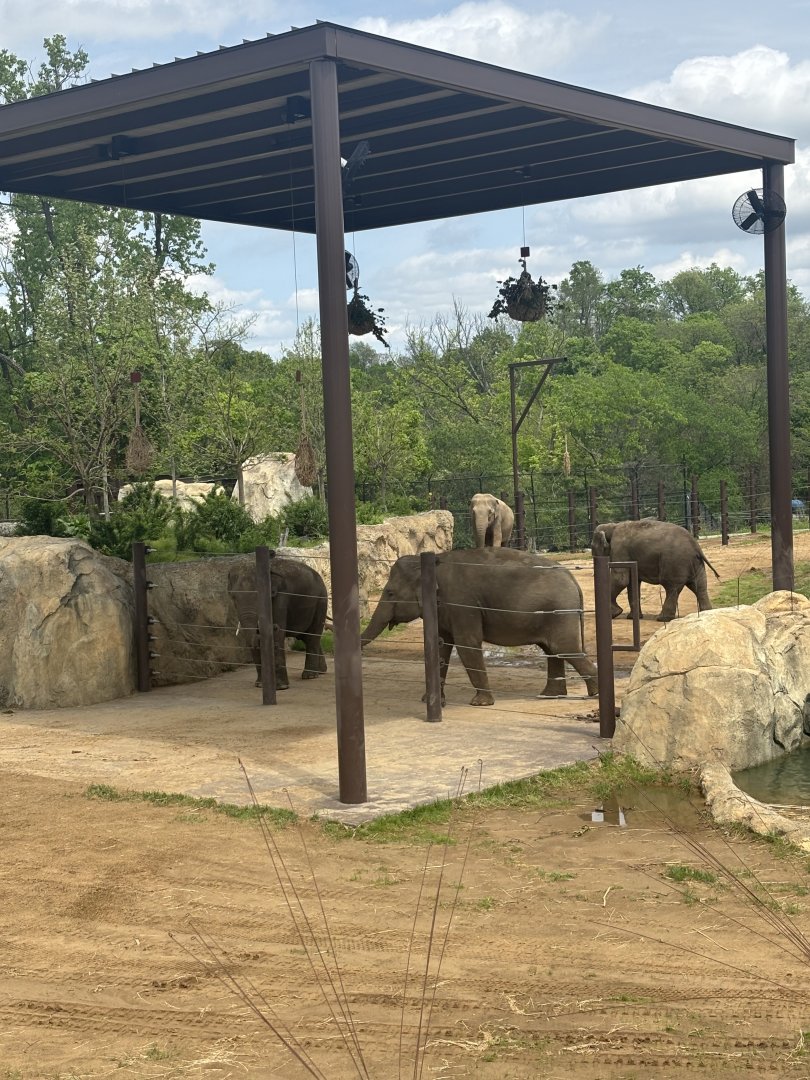 Asian Elephants