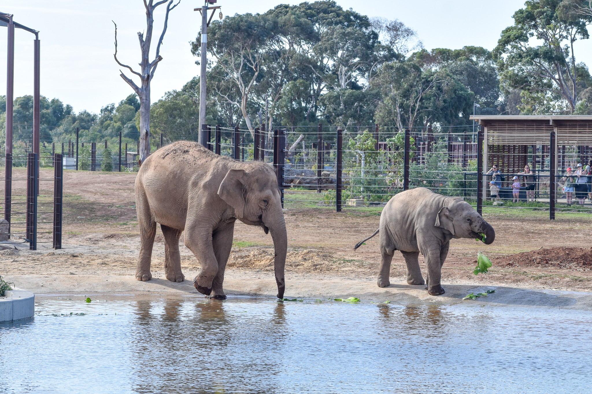 Asian Elephants