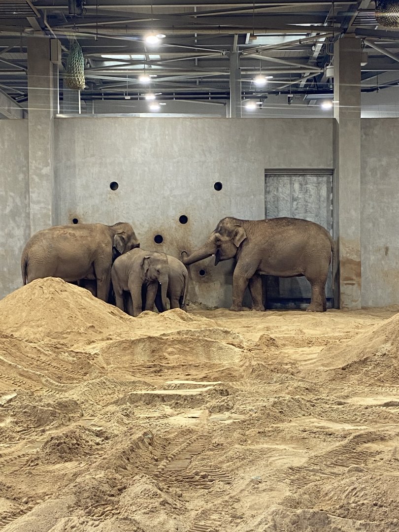 Asian Elephants