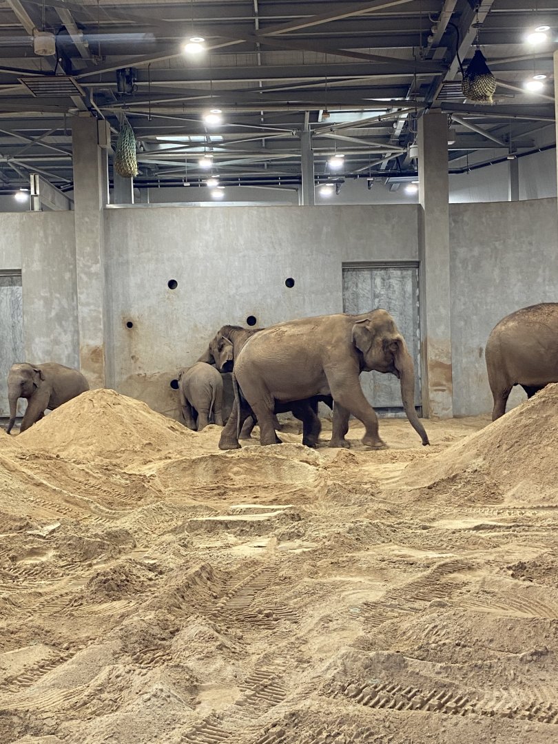 Asian Elephants