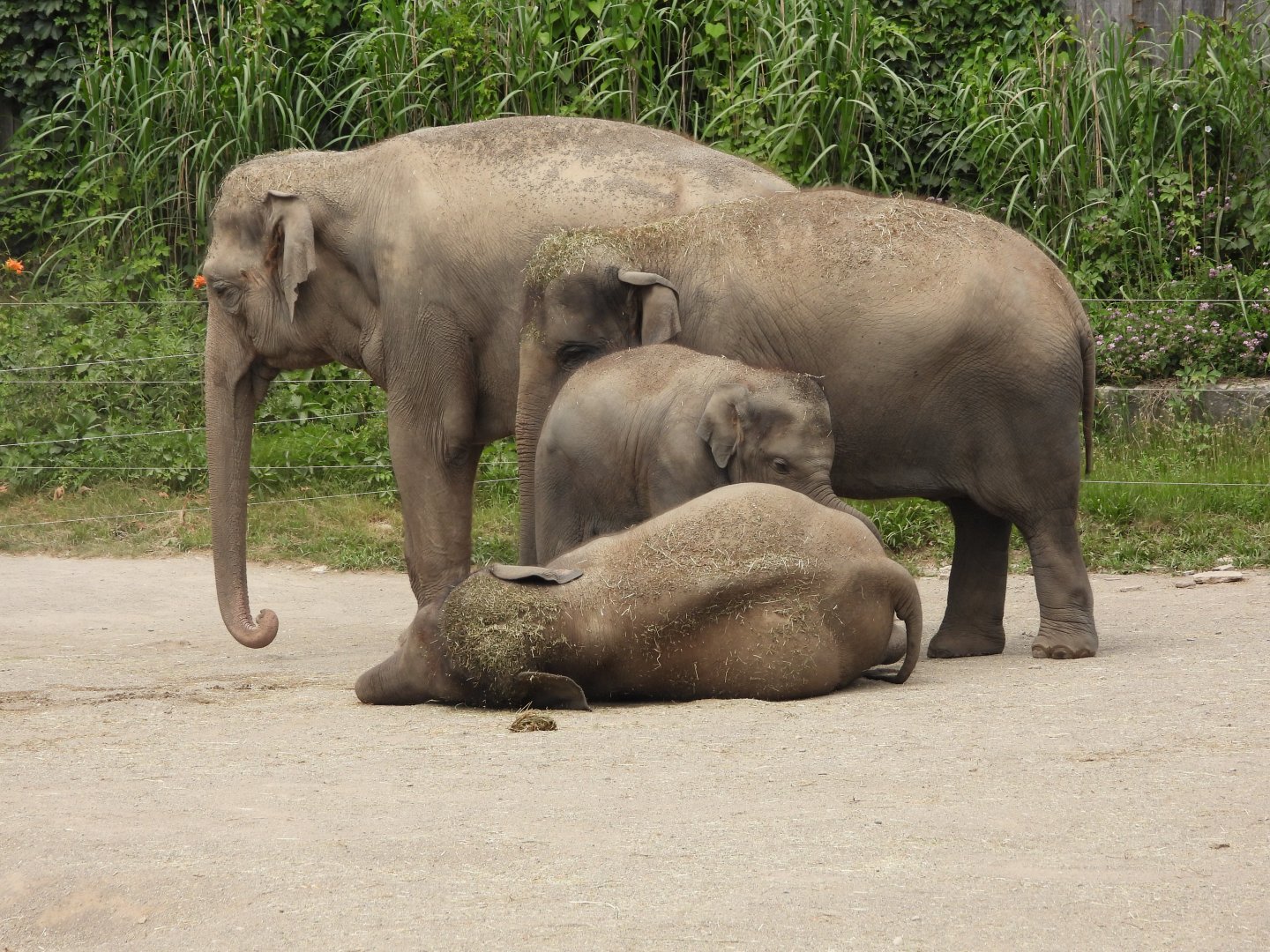 Asian elephants