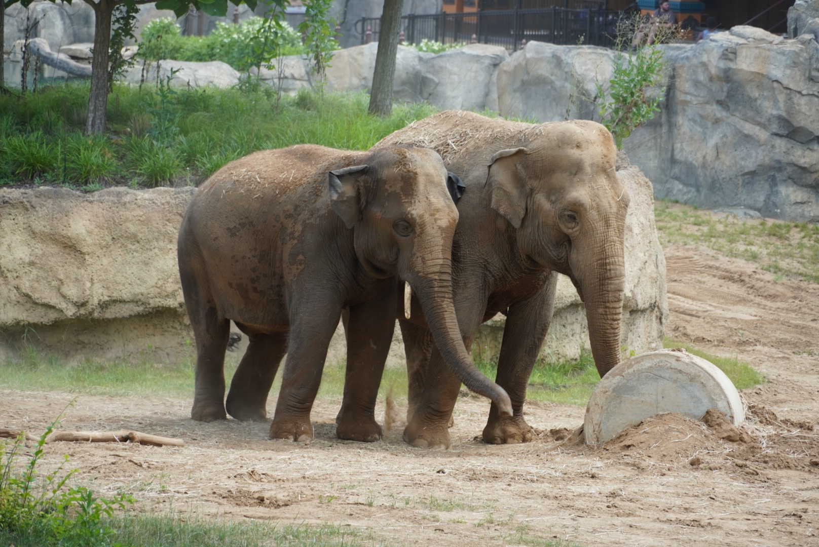 Asian Elephants