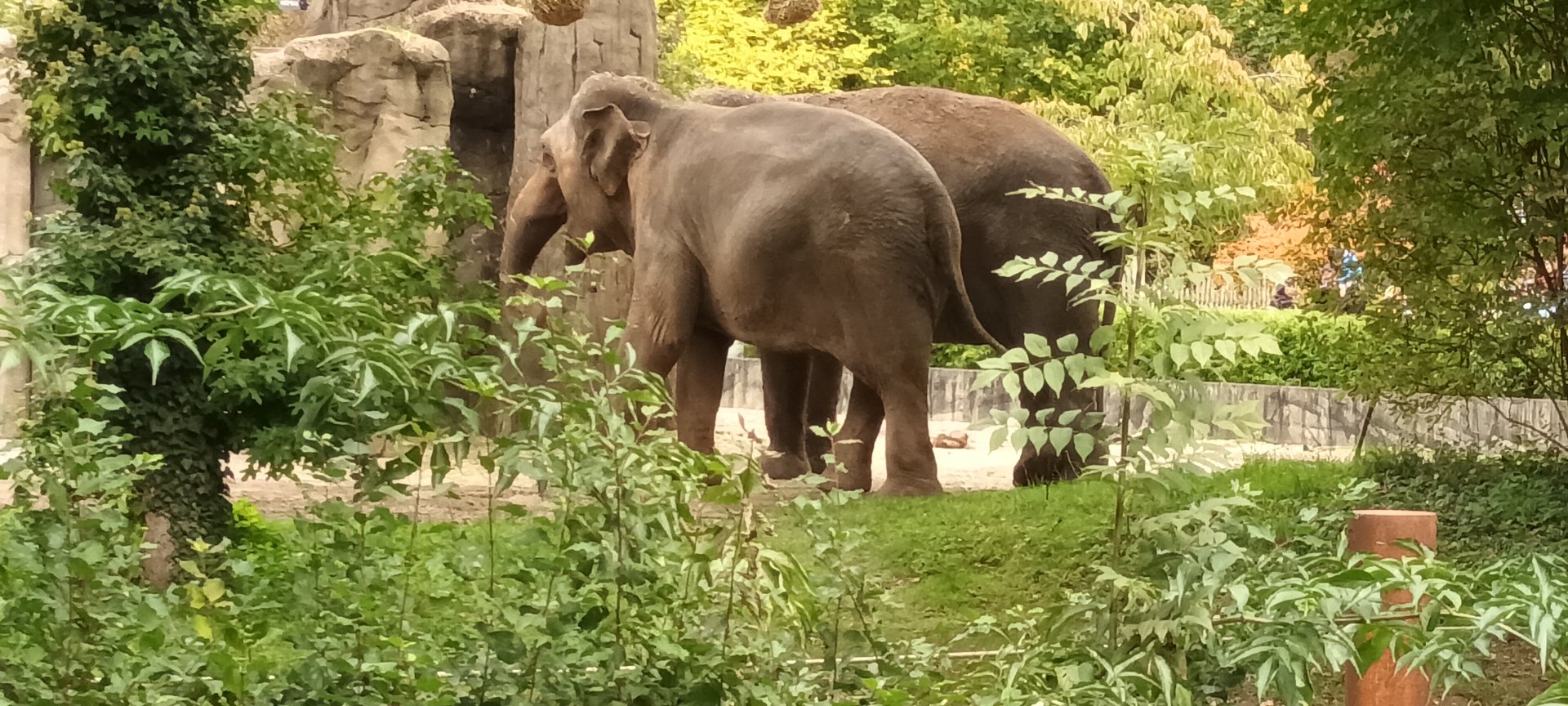 Asian Elephants