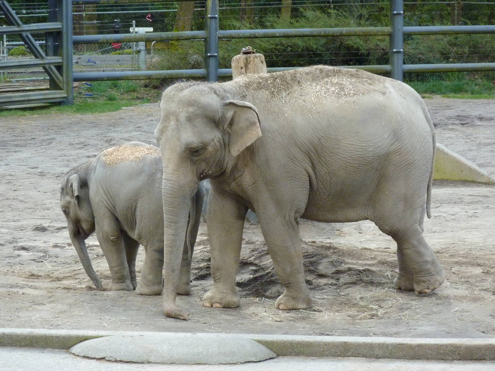Asian Elephants