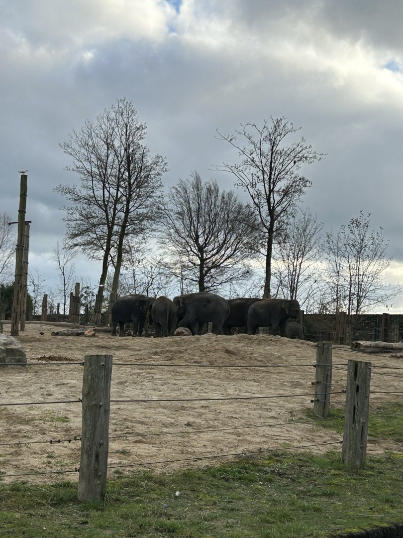Asian elephants