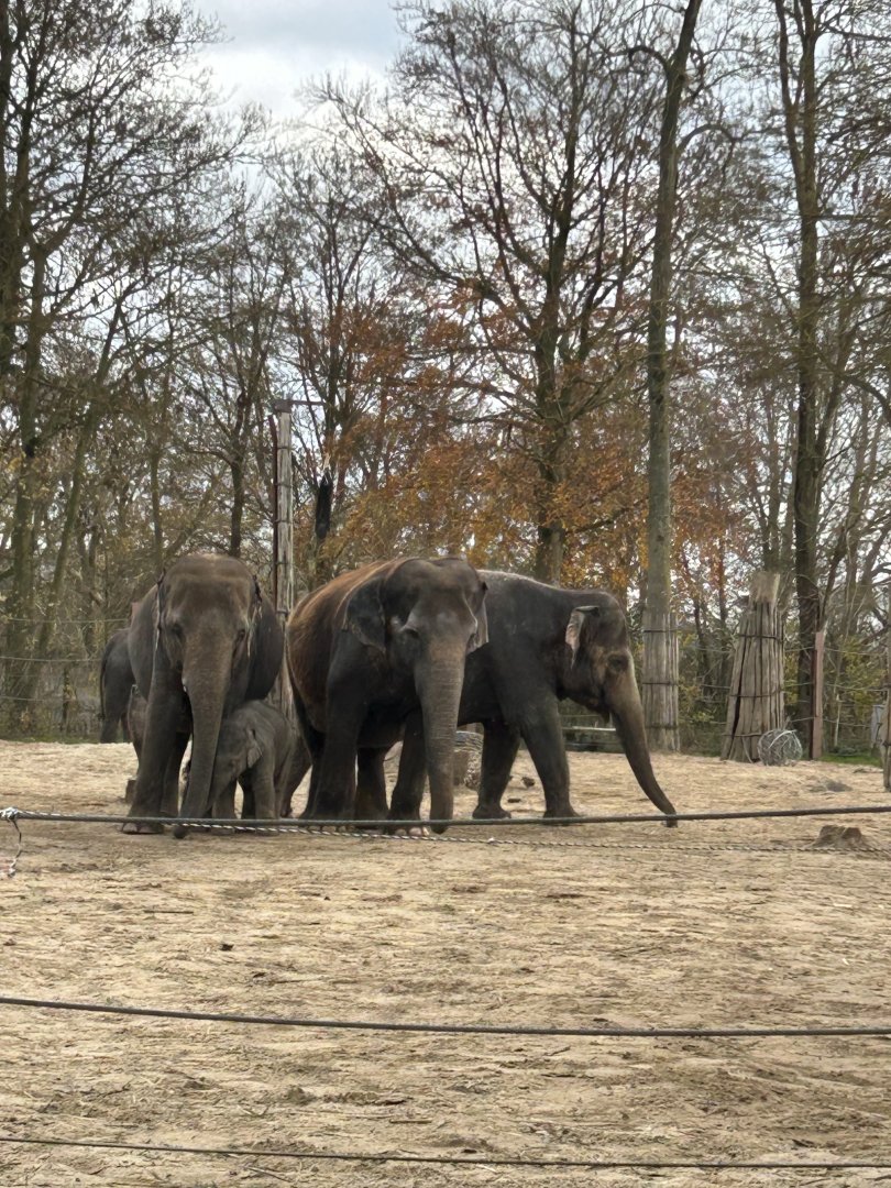 Asian elephants