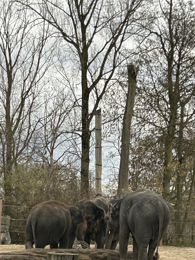 Asian elephants