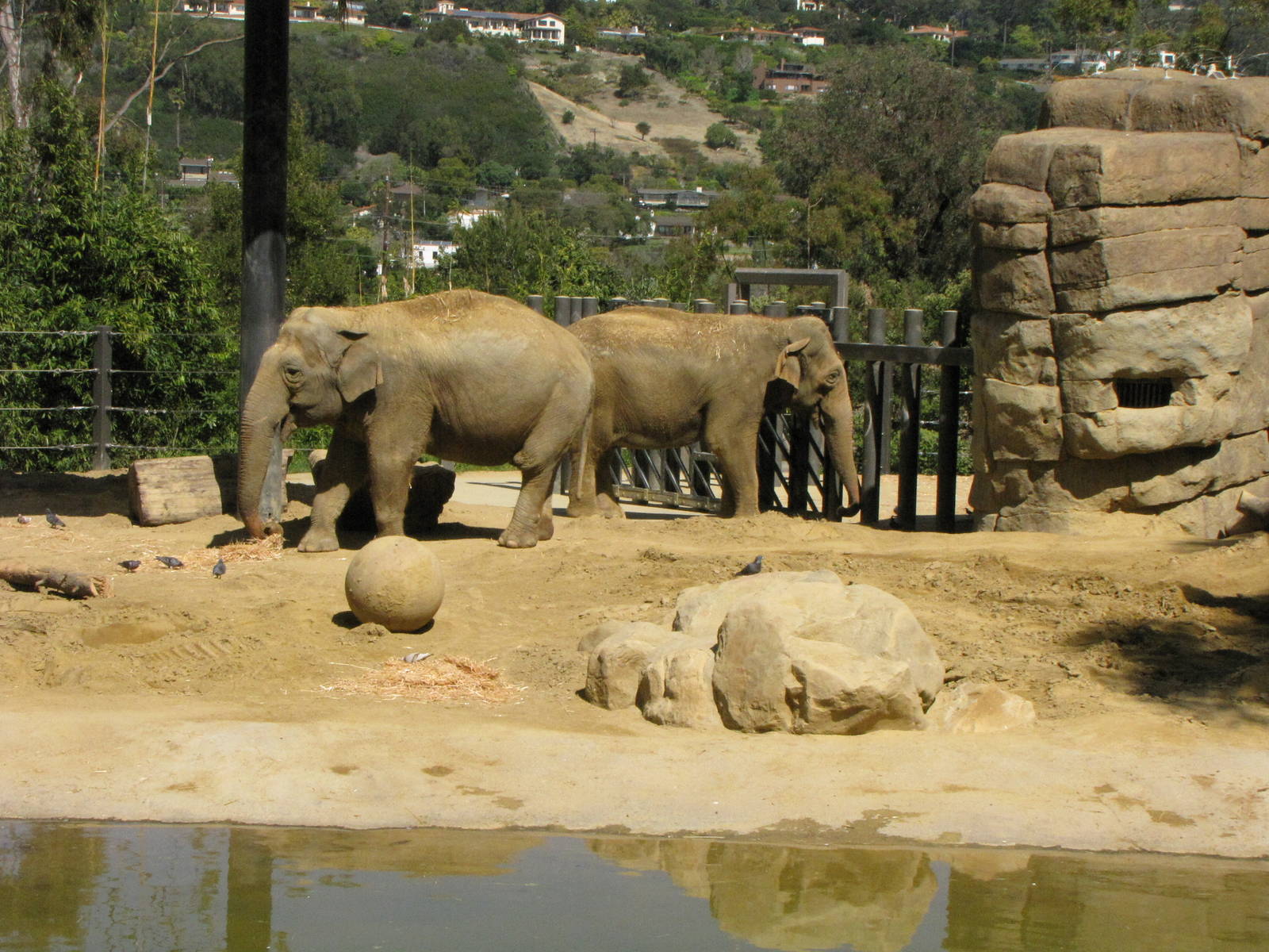 Asian Elephants
