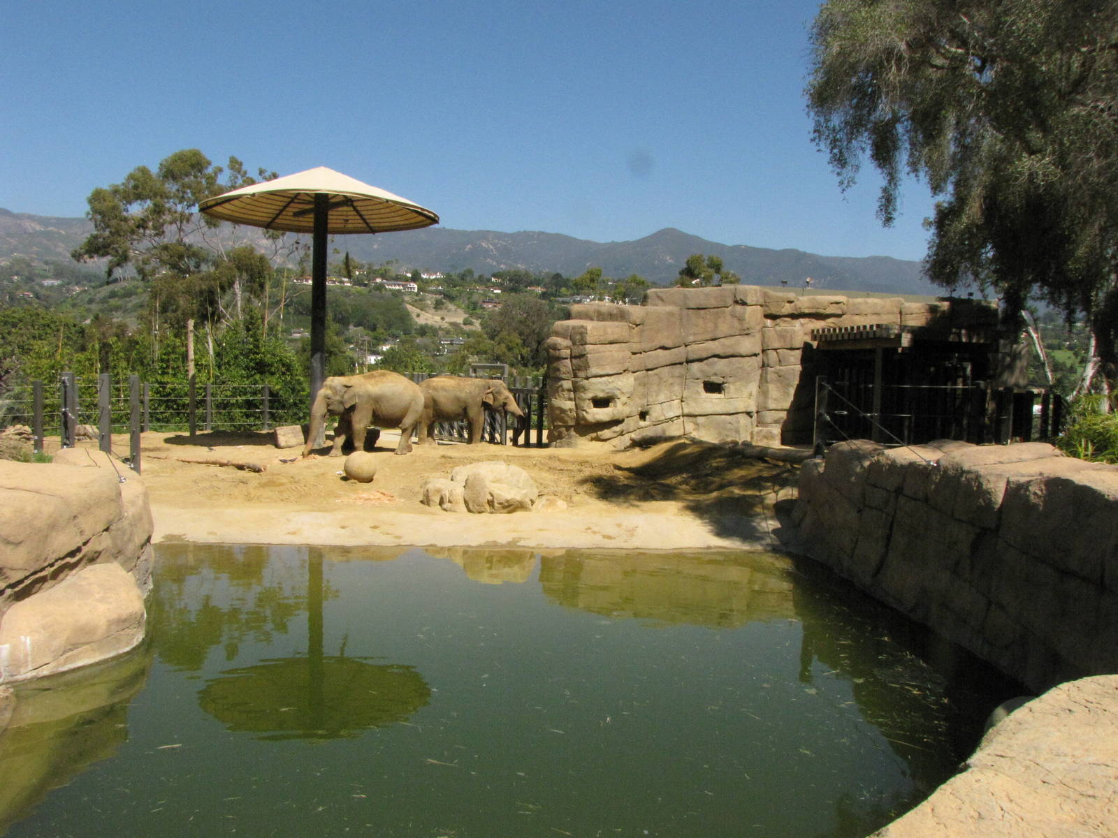 Asian Elephants