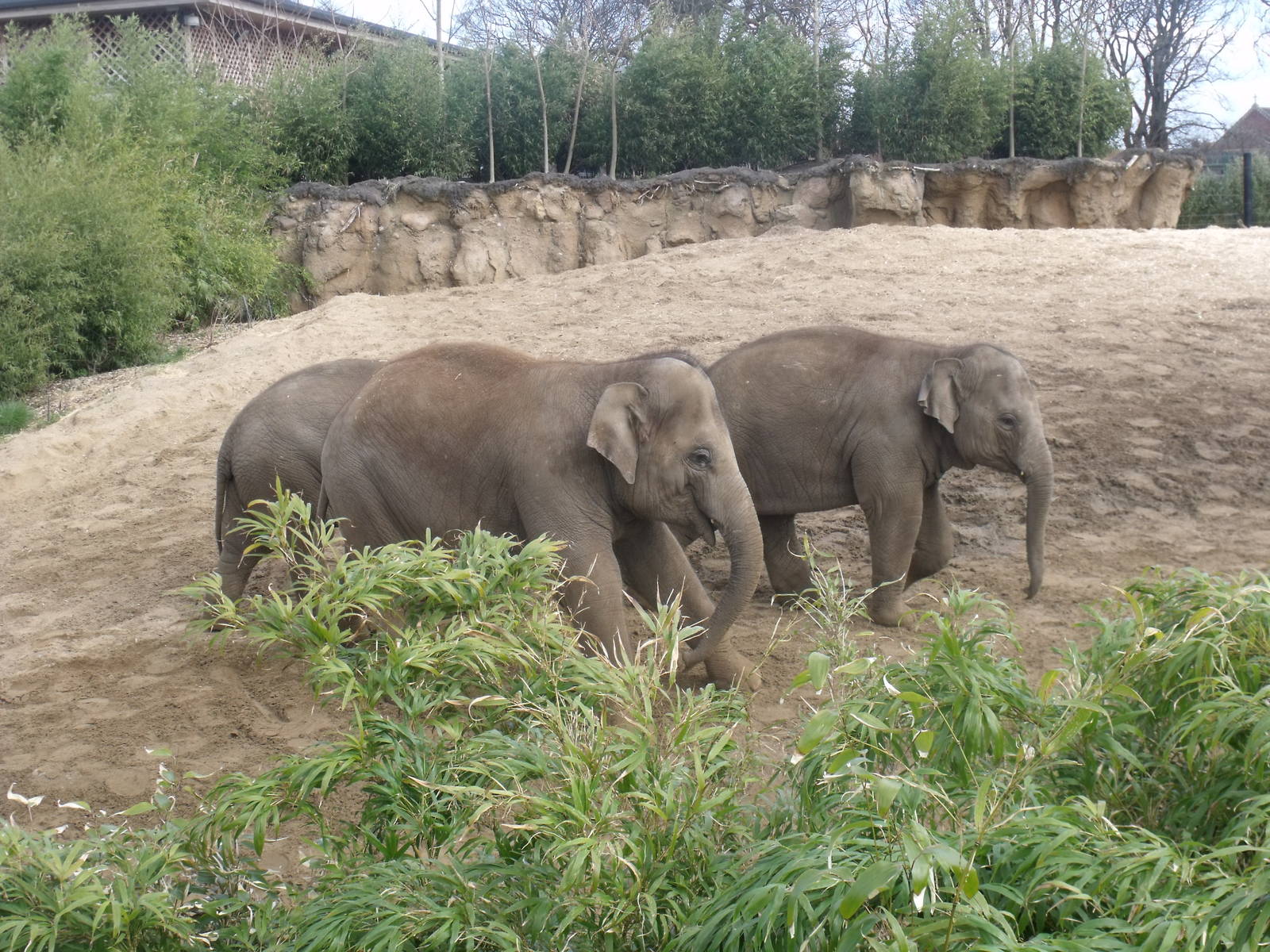 Asian Elephants