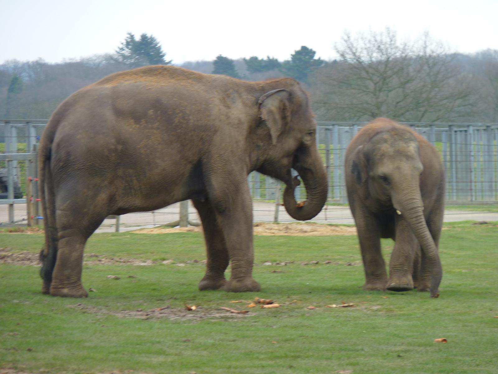 Asian Elephants