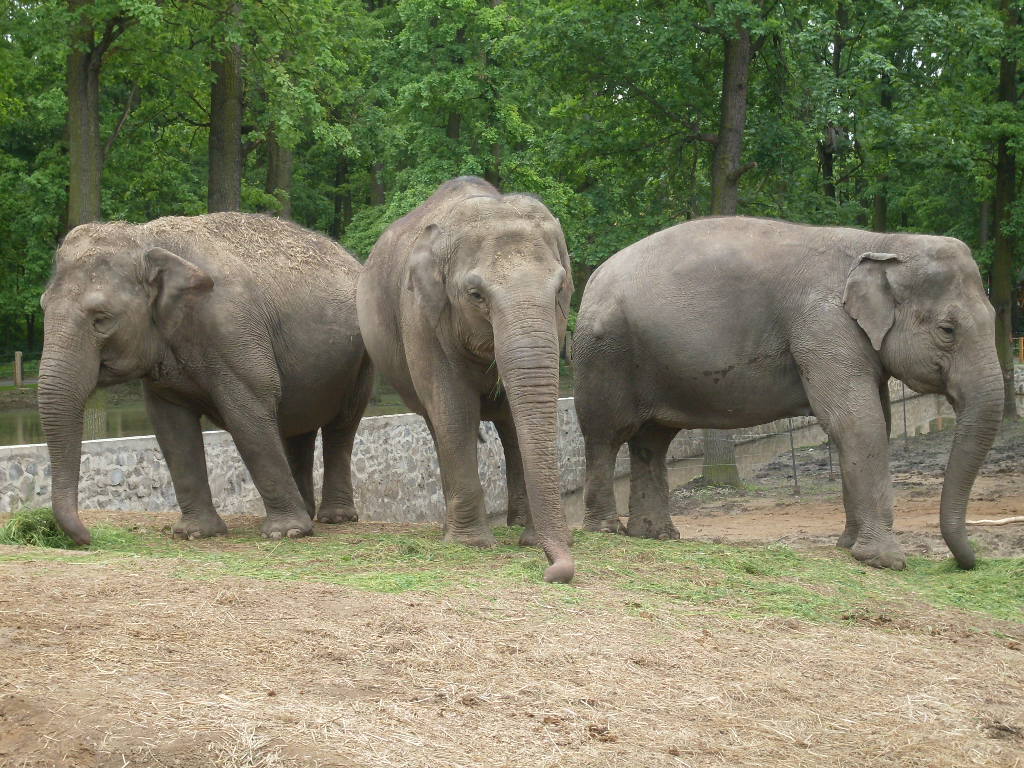 Asian elephants
