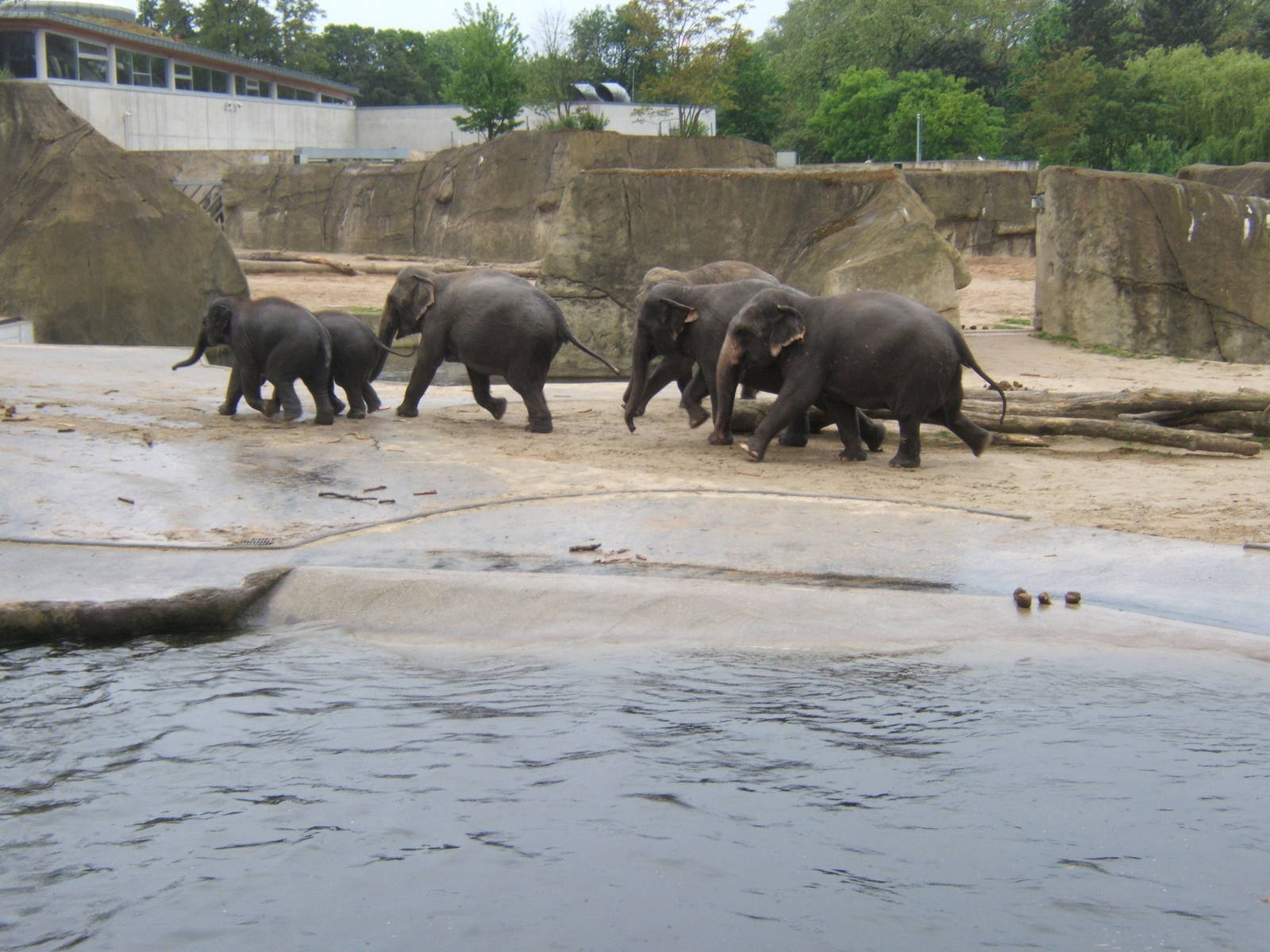 Asian Elephants