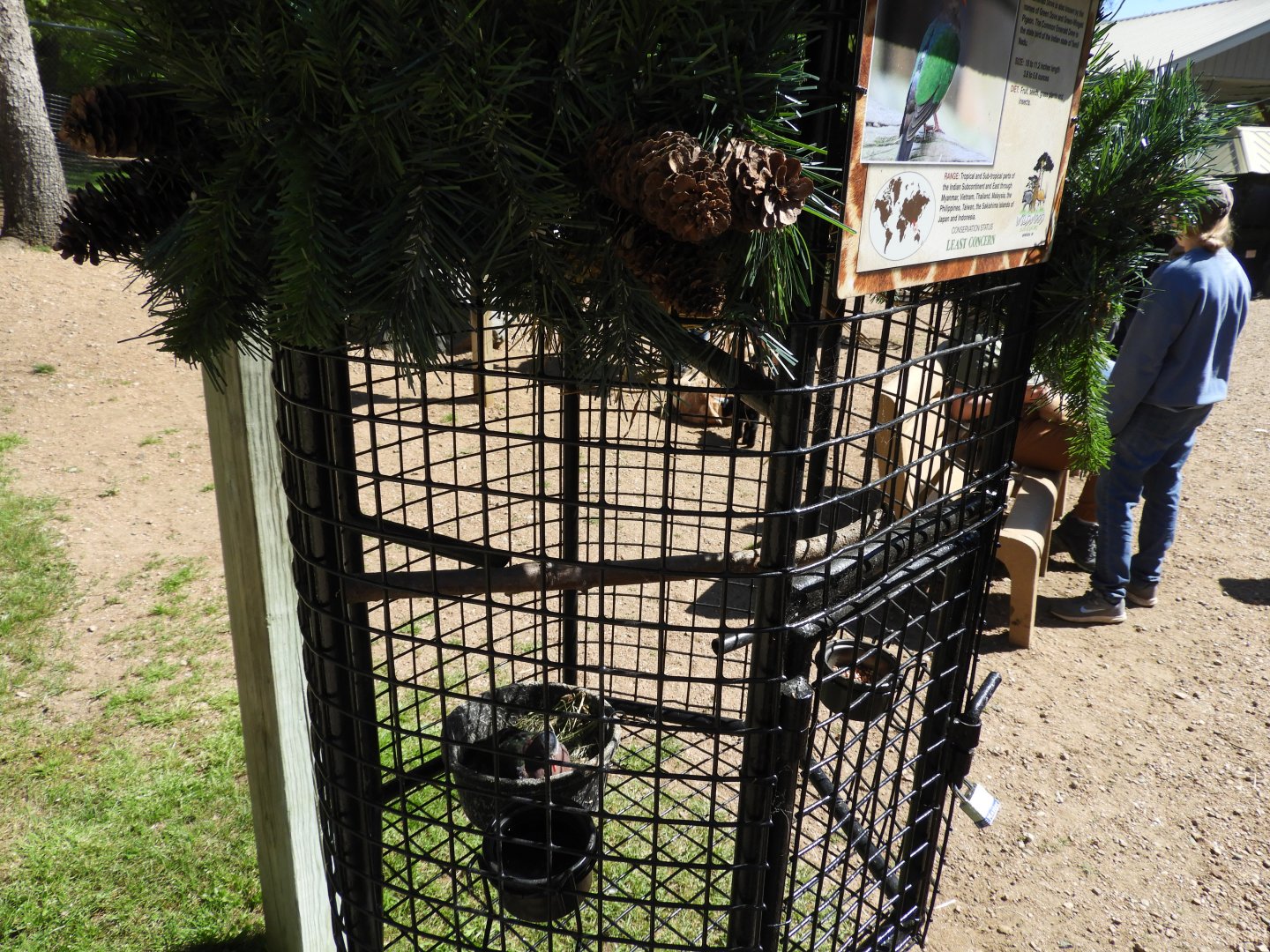 Asian Emerald Dove exhibit