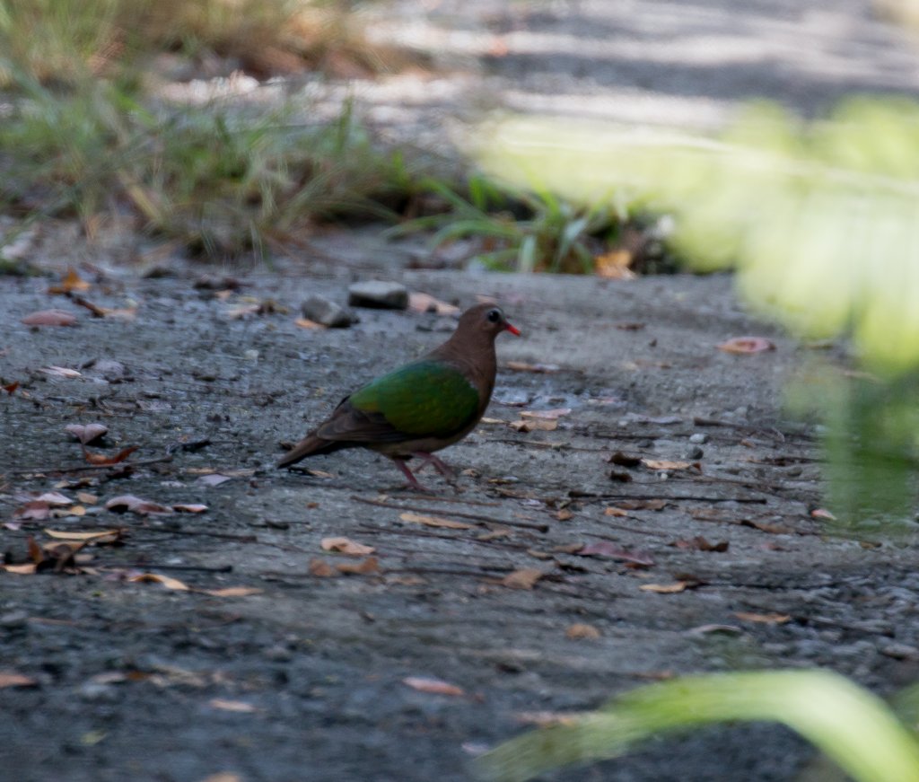 Asian Emerald Dove