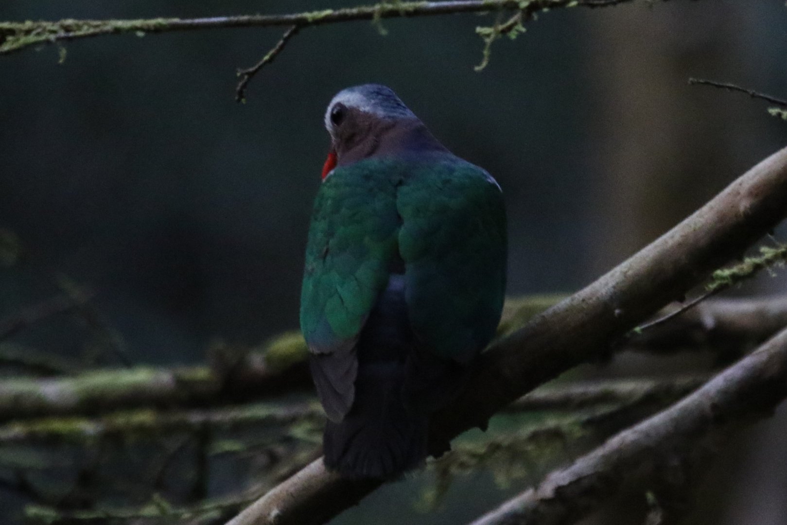 Asian emerald dove