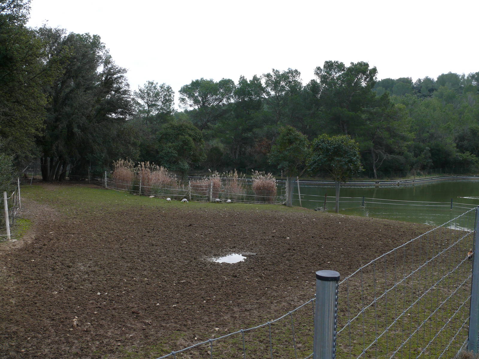 Asian exhibit (Bantengs and hog deers)