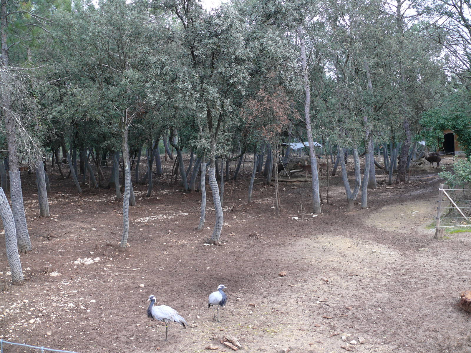 Asian exhibit (Bantengs and hog deers)