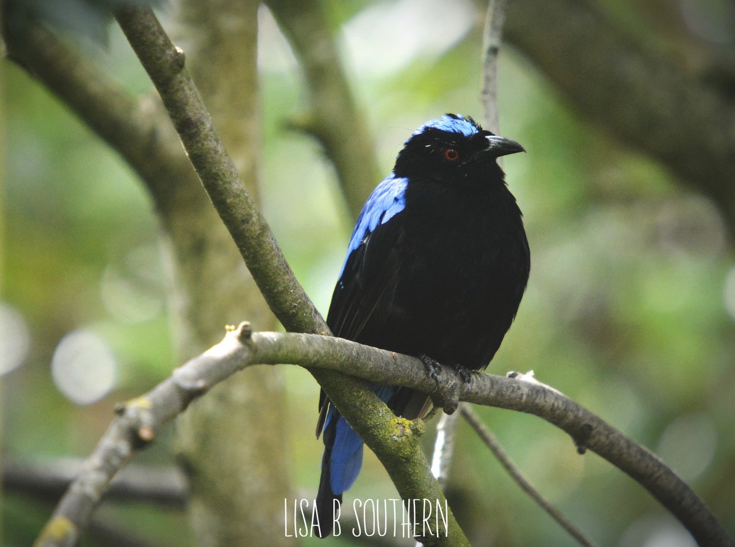 Asian Fairy Blue Bird