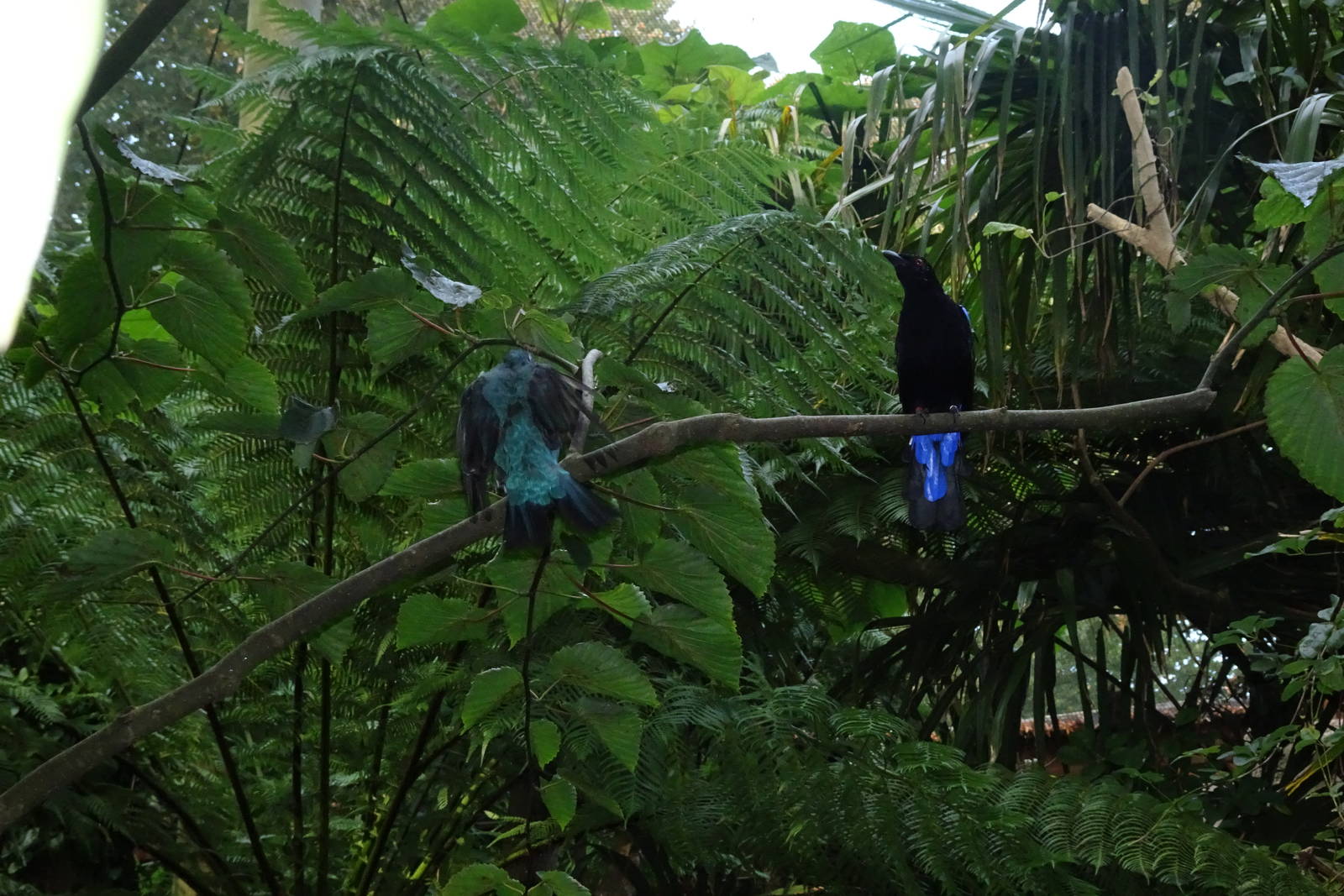 Asian fairy-blue-birds, October 2016