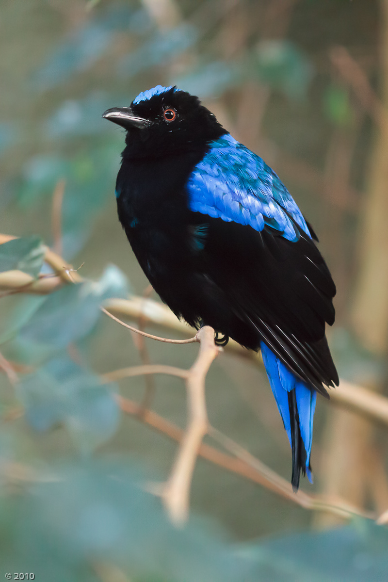 Asian Fairy Bluebird - 07/11/2010