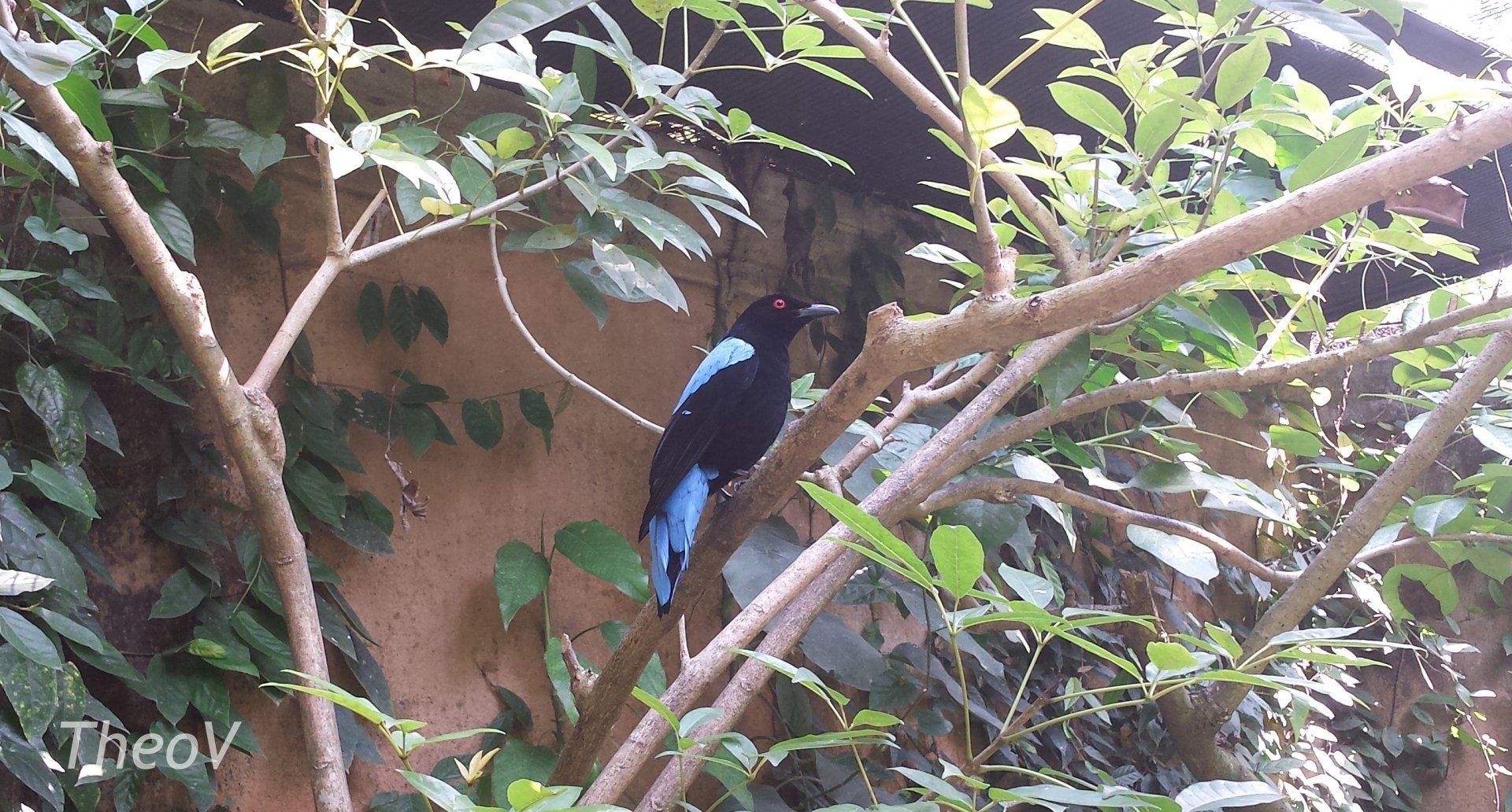 Asian fairy-bluebird [2014]