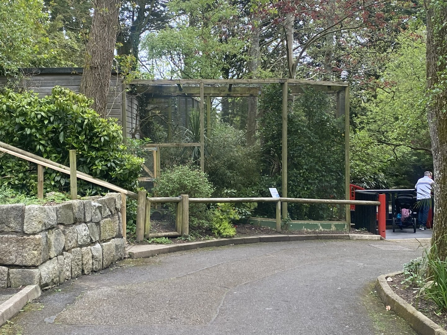 Asian fairy bluebird aviary 060523