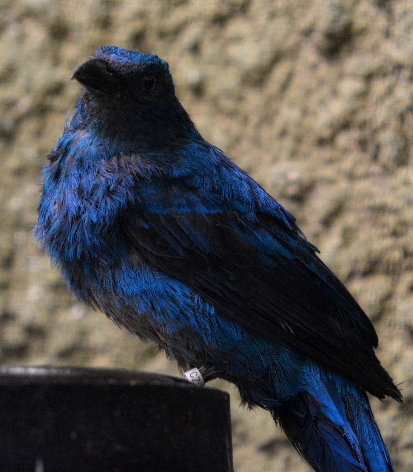 Asian fairy-bluebird female