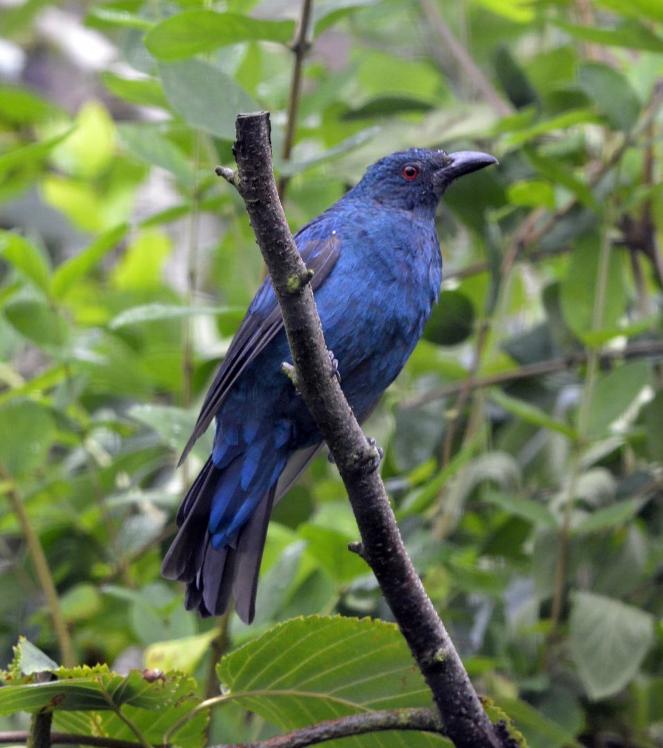 Asian fairy bluebird female