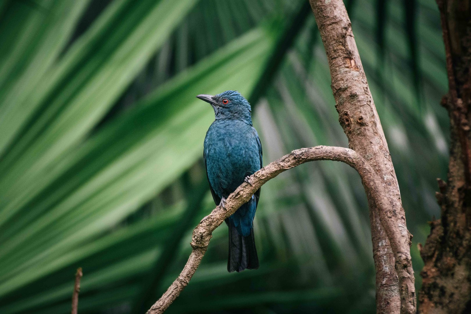 Asian Fairy Bluebird (female)