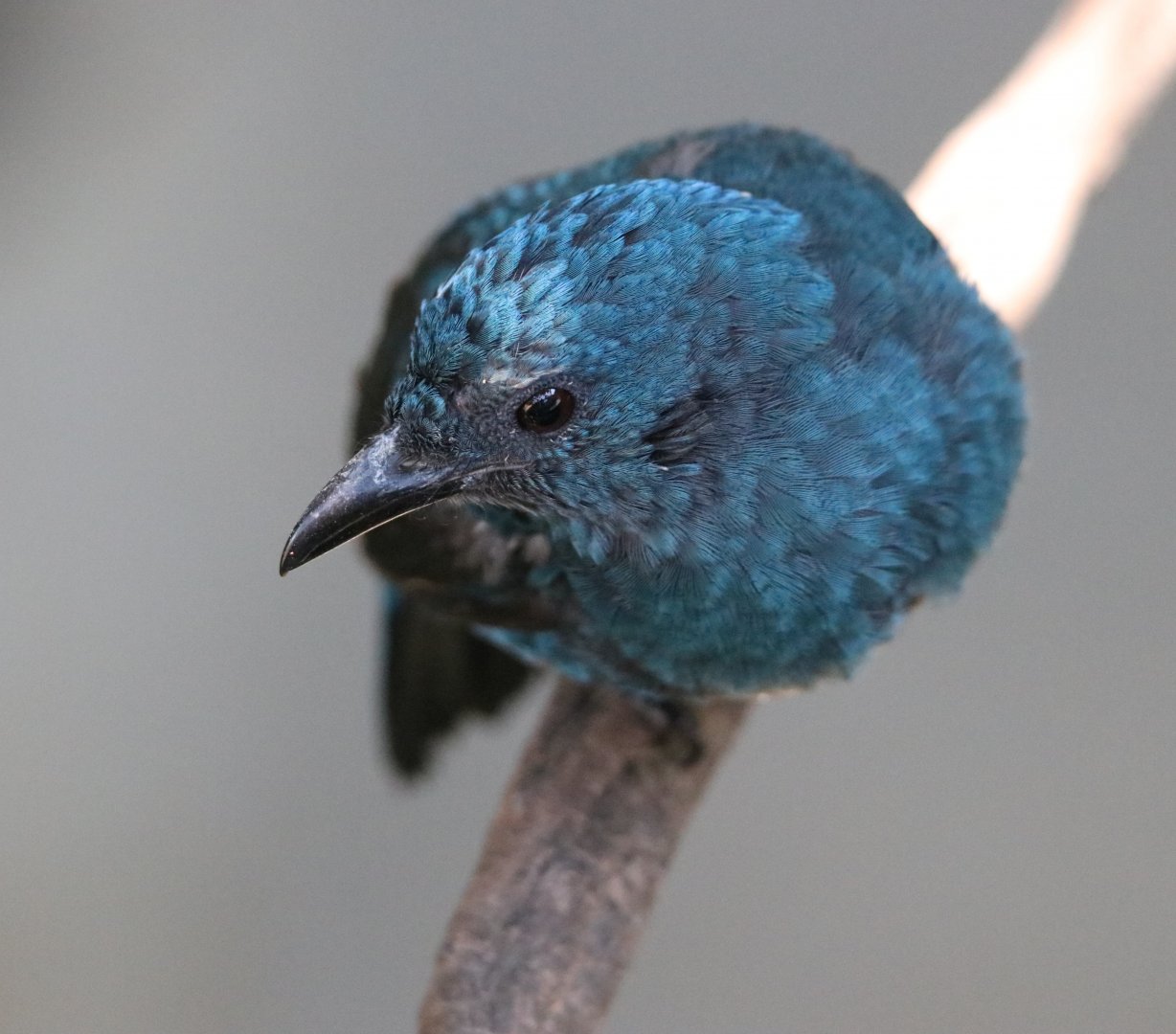 Asian Fairy-bluebird female