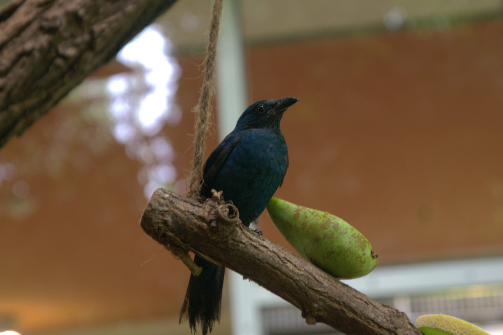 Asian Fairy-bluebird (Irena puella), 17-09-25