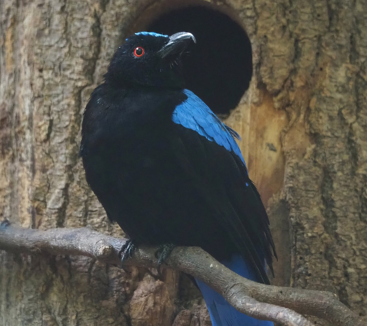 Asian fairy-bluebird (Irena puella), 2022-08-28
