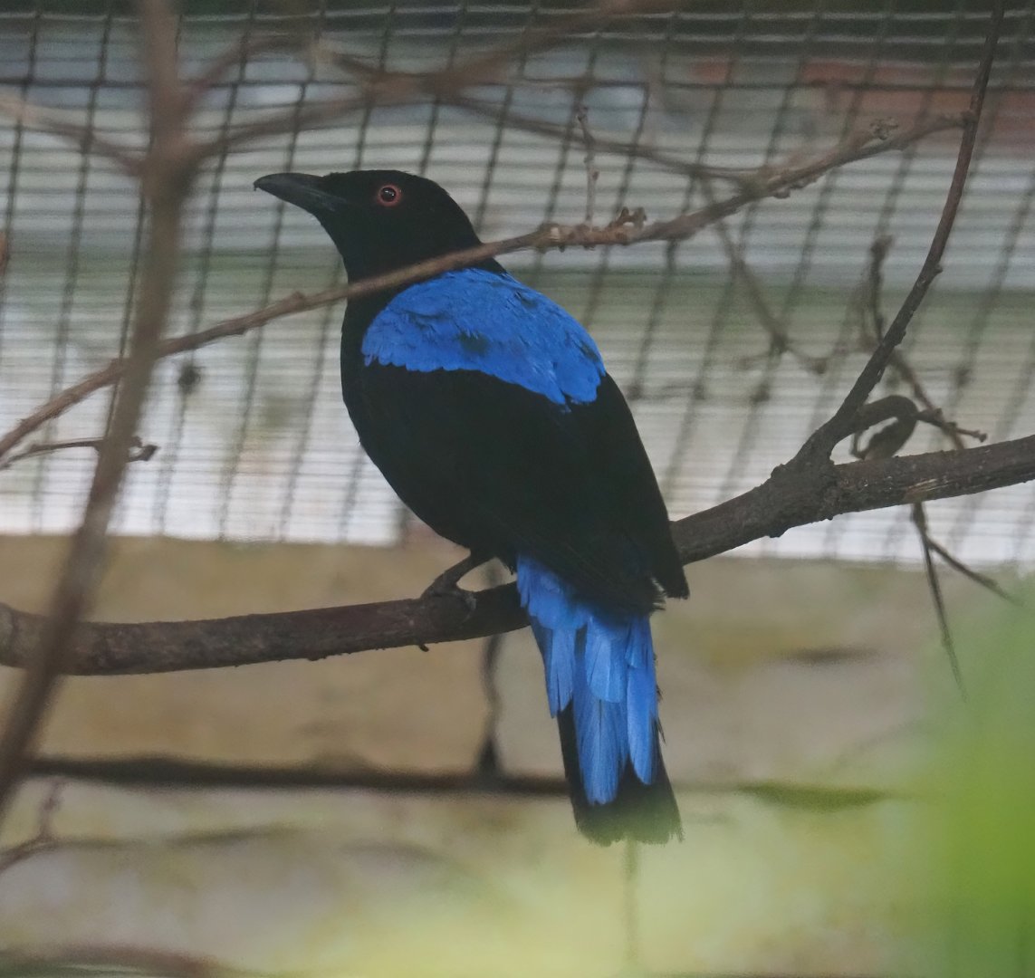 Asian fairy-bluebird (Irena puella), 2024-05-22