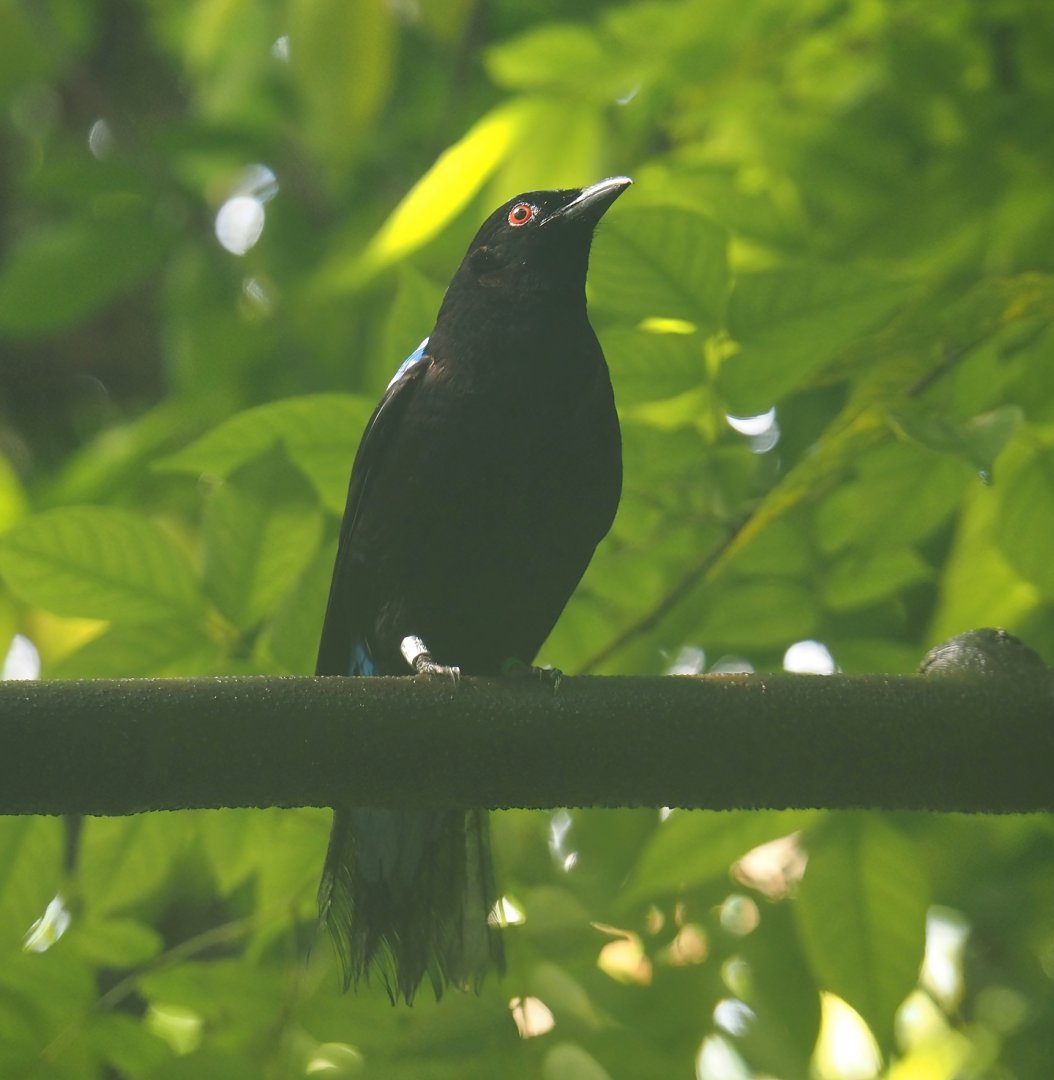 Asian fairy-bluebird (Irena puella), 2025-05-17
