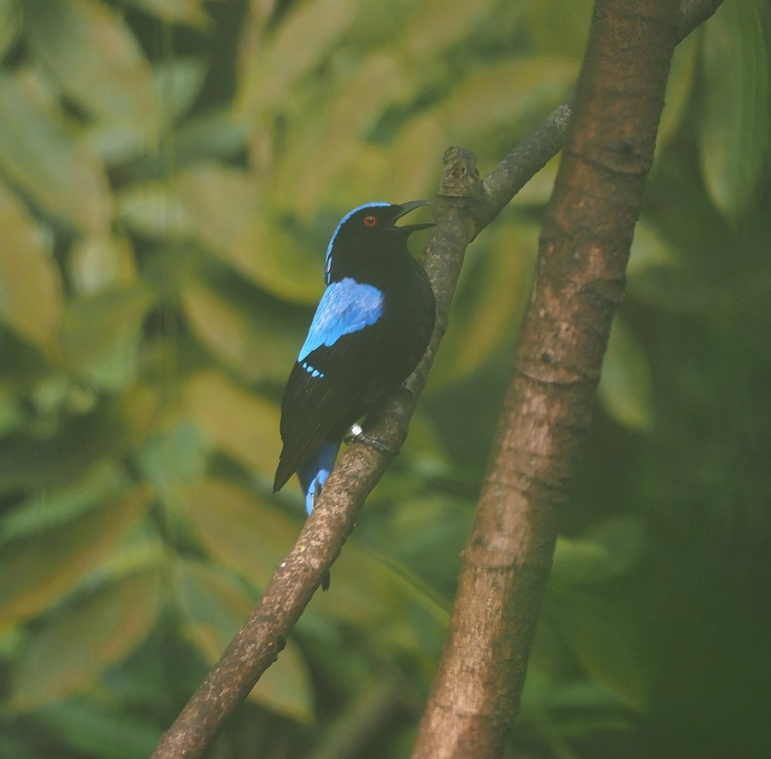 Asian fairy-bluebird (Irena puella), 2025-05-17