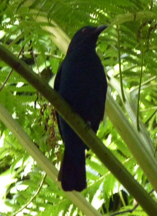 Asian fairy bluebird (Irena puella) female