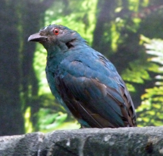 Asian fairy bluebird (Irena puella) female
