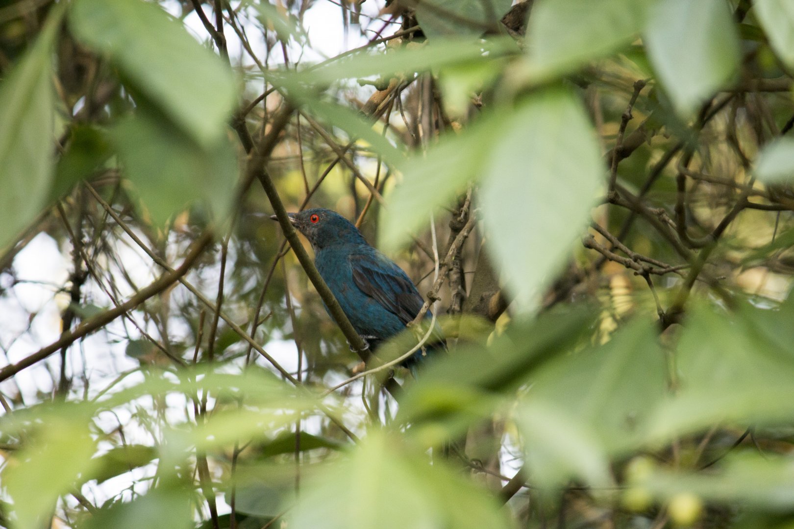 Asian fairy-bluebird, Irena puella malayensis