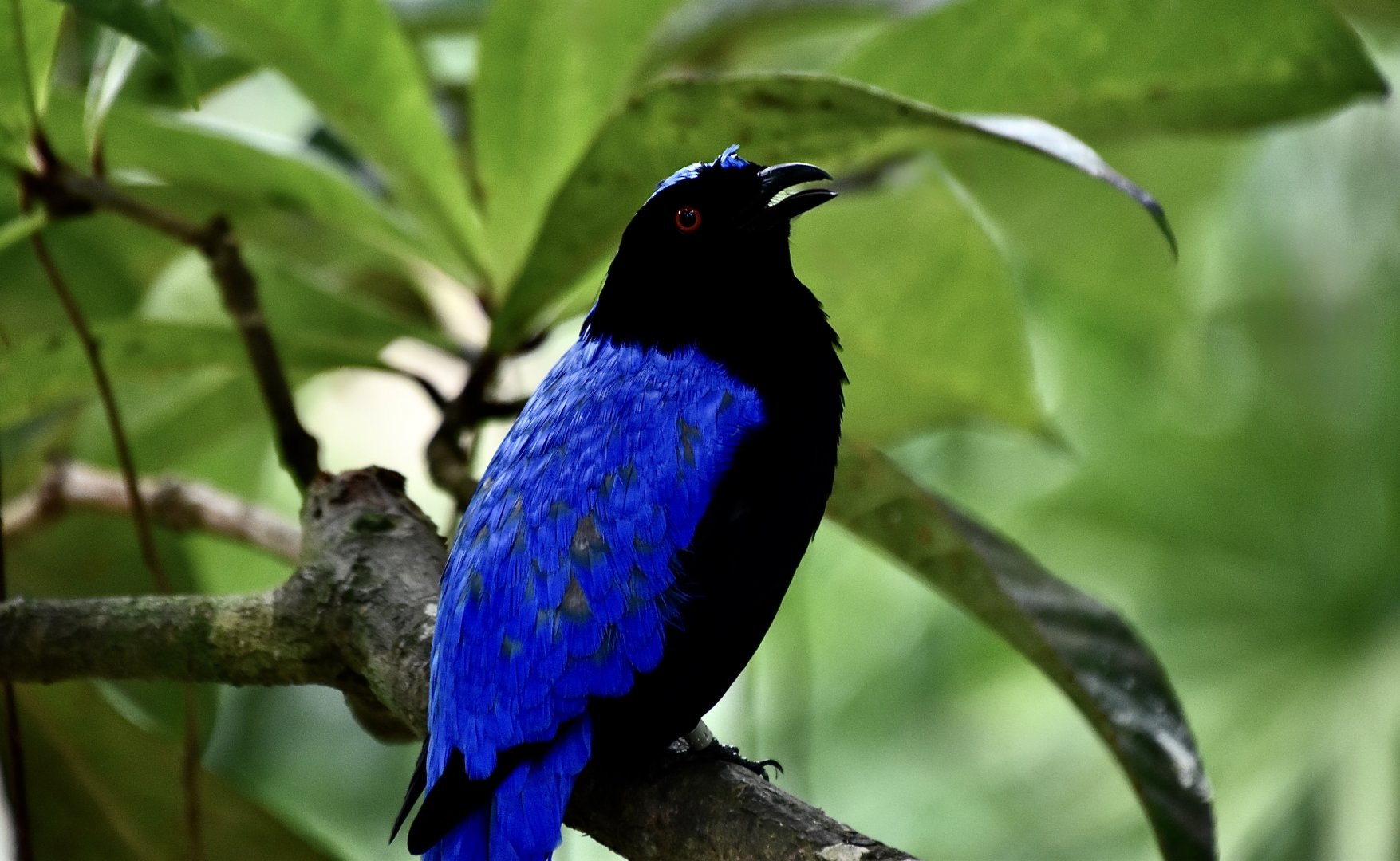 Asian Fairy-Bluebird (Irena puella) male